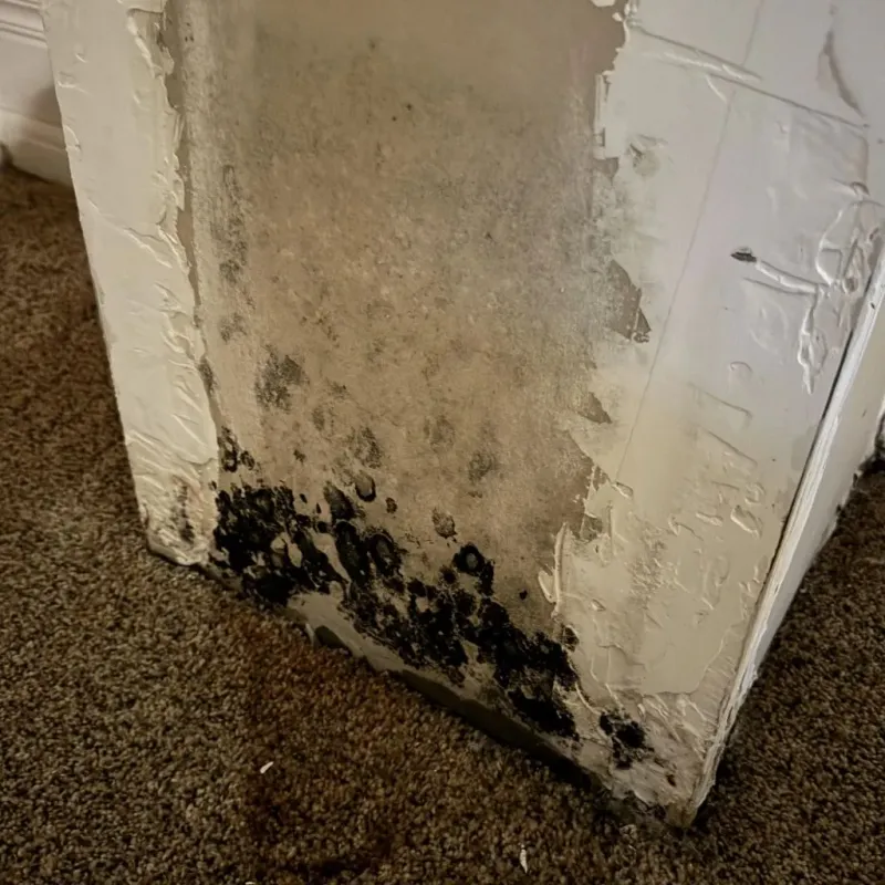 Professional Mold Removal in Waldo, AR